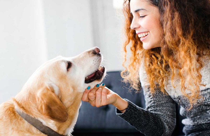 Giving Treat To Your Canines Health With Speedy Recovery