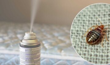 Moth Foggers and Bomb Treatments